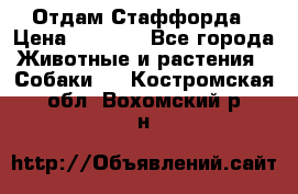 Отдам Стаффорда › Цена ­ 2 000 - Все города Животные и растения » Собаки   . Костромская обл.,Вохомский р-н